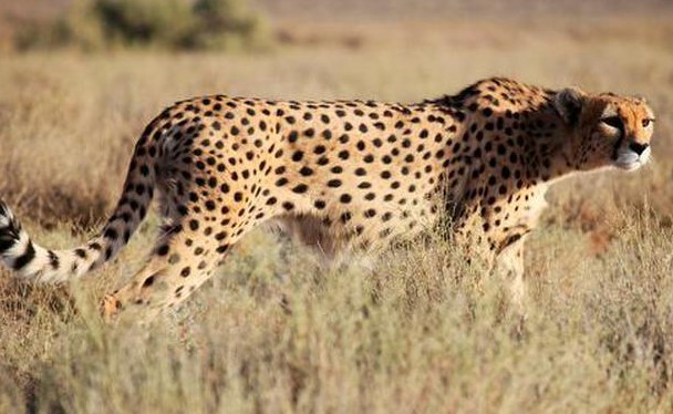 Cheetah - Wikipedia