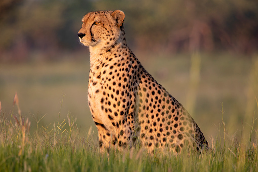 Cheetah - Wikipedia